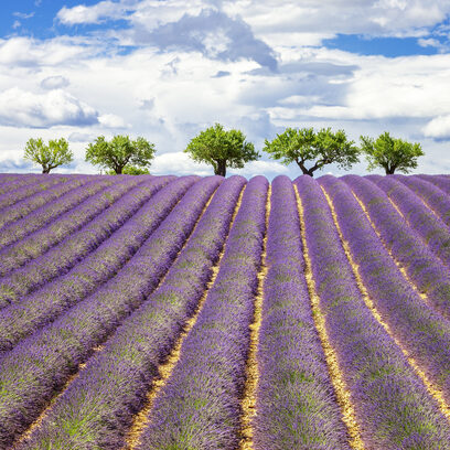 Champs de Lavandes